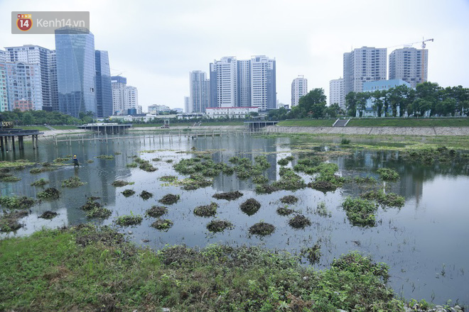 Chùm ảnh: Cỏ dại, bèo tây phủ kín khiến công viên nước 300 tỷ ở Hà Nội như một &quot;đầm lầy&quot; - Ảnh 3.