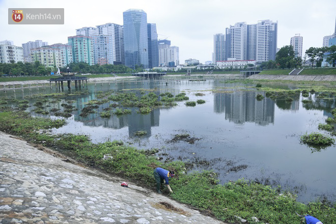 Chùm ảnh: Cỏ dại, bèo tây phủ kín khiến công viên nước 300 tỷ ở Hà Nội như một &quot;đầm lầy&quot; - Ảnh 5.
