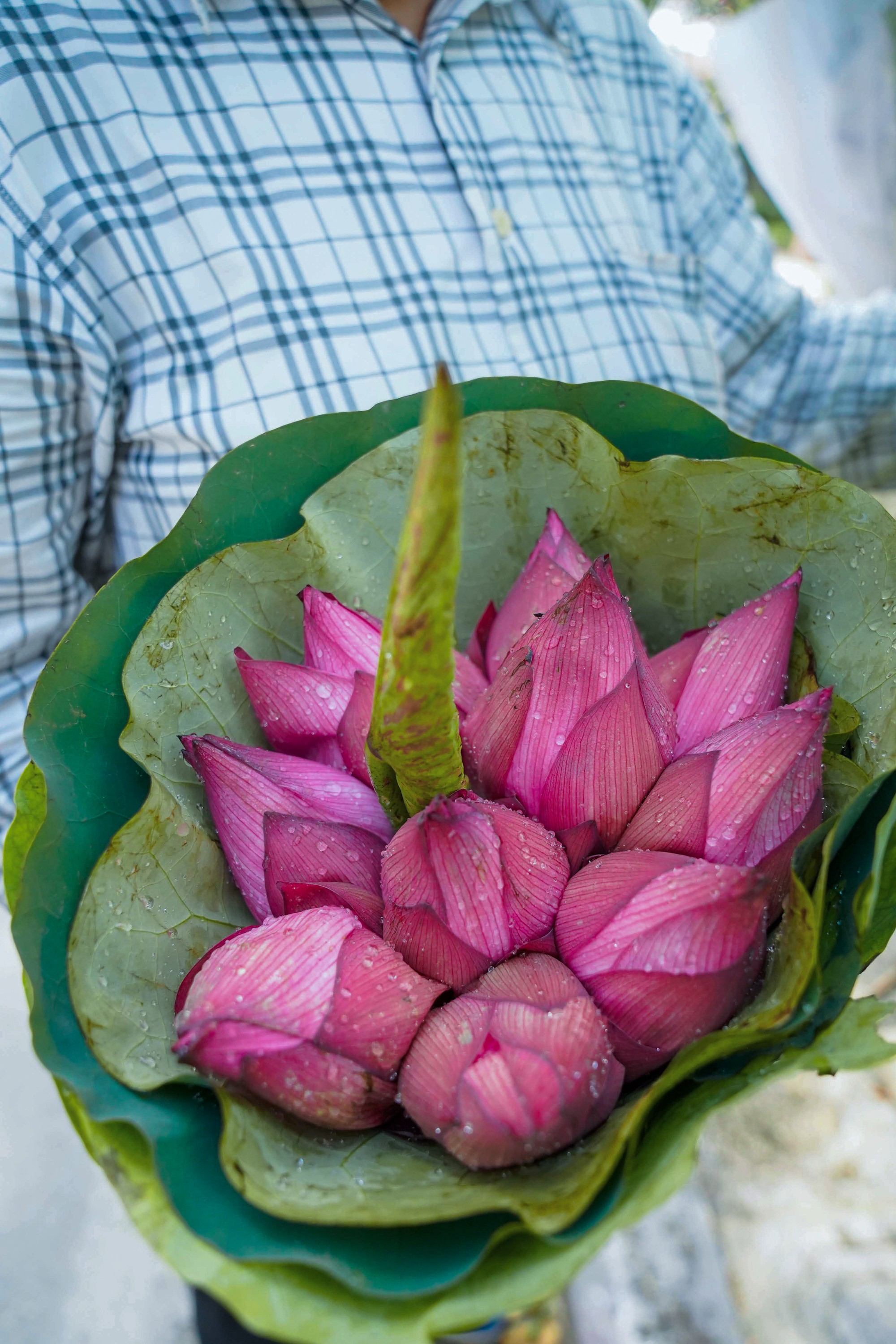 Một mùa sen nữa lại về, Hà Nội lại nhuộm hồng cánh hoa, tươi như thanh xuân của gái chưa chồng - Ảnh 16.