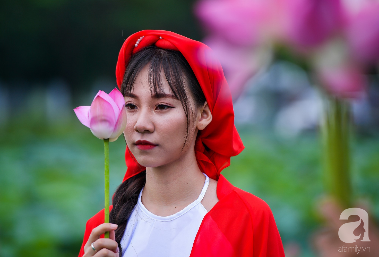 Mùa hoa sen lại về cùng cánh hoa hồng bay bay trên tuyến phố Hà Nội sẽ tạo cho bạn cảm giác như được thả mình vào một khung cảnh thiên đường thật sự.