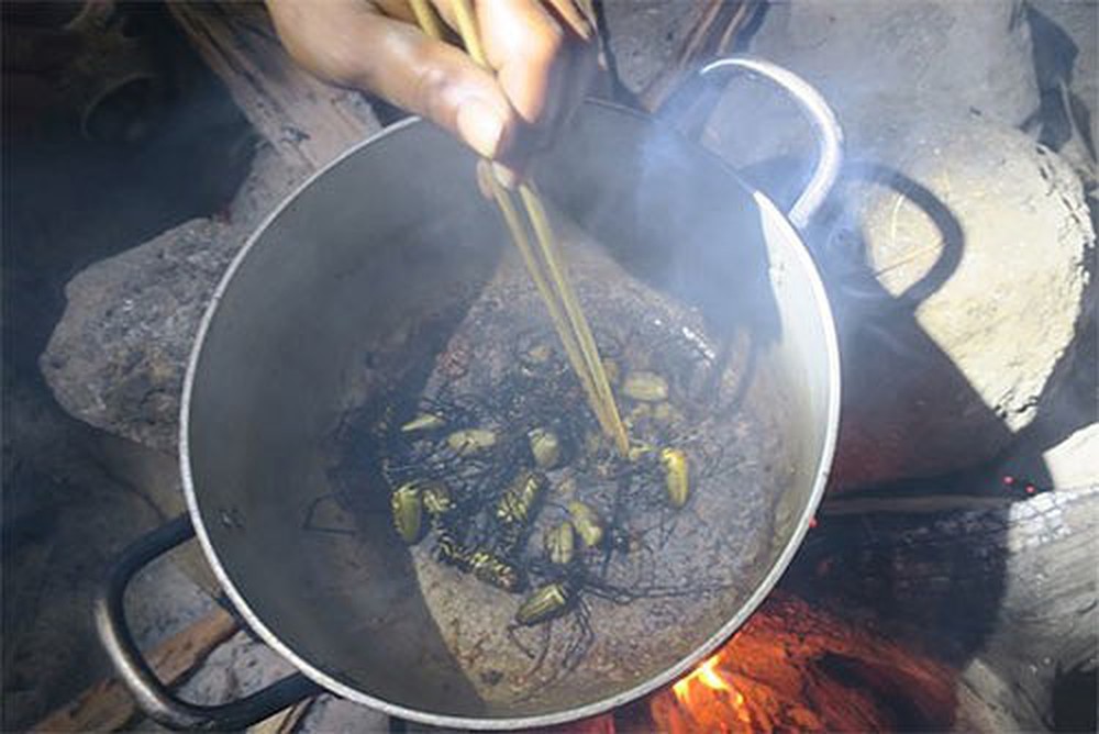 Nhện rừng "siêu to khổng lồ", nhìn thấy đã phát khiếp nhưng lại chính là đặc sản của dân tộc Raglai Bình Thuận - Ảnh 5. Nhện rừng "siêu to khổng lồ", nhìn thấy đã phát khiếp nhưng lại chính là đặc sản của dân tộc Raglai Bình Thuận - Ảnh 5.