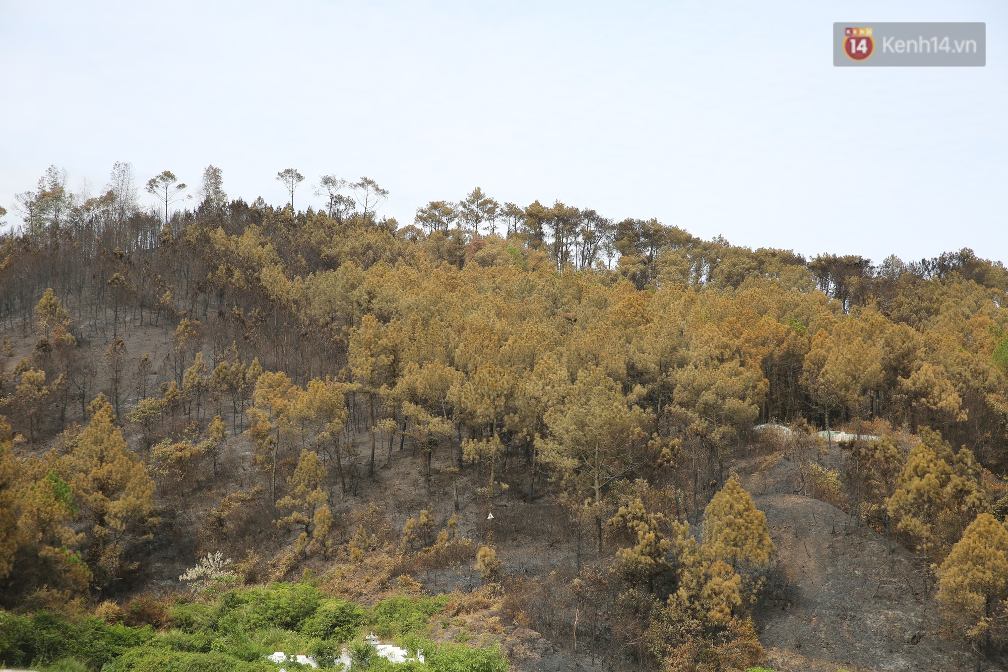 Người dân Hà Tĩnh xót xa khi 50 ha rừng phòng hộ hoang tàn vì cháy: Đó là một đêm thức trọn với lửa của núi Hồng Lĩnh - Ảnh 2.