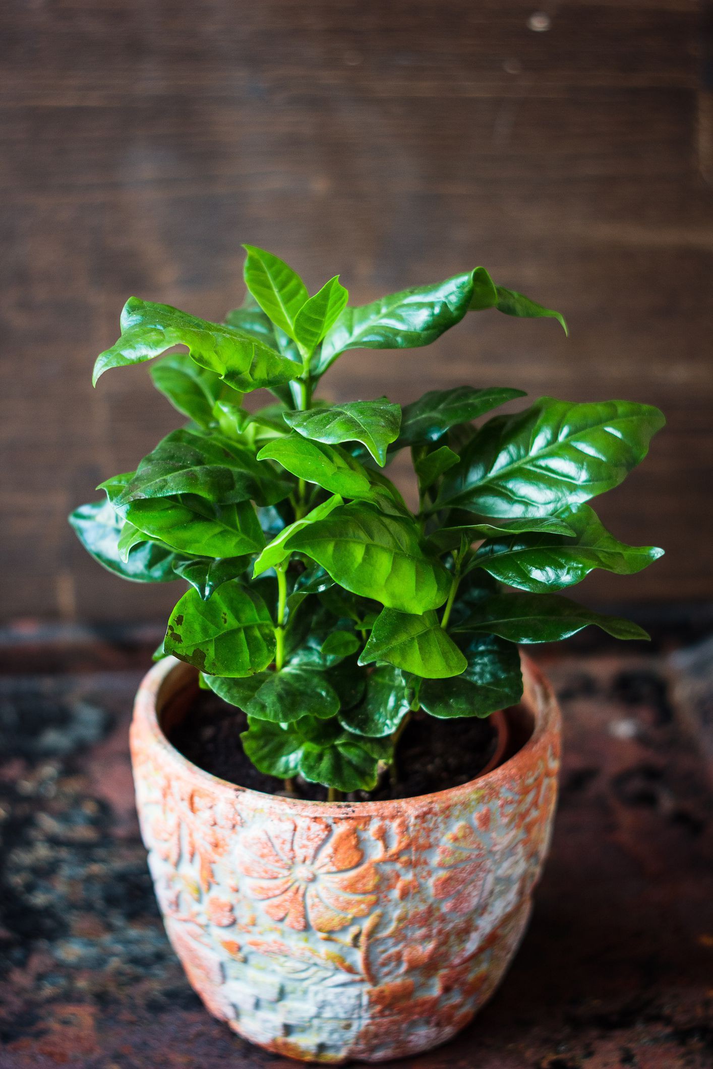 coffea-arabica-coffee-plant-in-a-flower-pot-royalty-free-image-909851626-1553277122