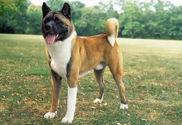 0_PAY-A-JAPANESE-AKITA