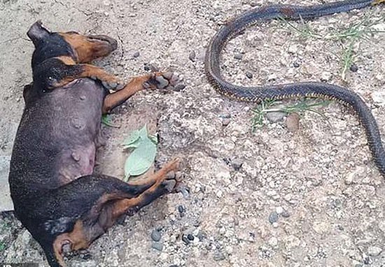 Hai chú chó anh hùng hy sinh mạng sống và đôi mắt để cứu cô chủ nhỏ khỏi  rắn độc