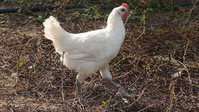 Có gì ở gà Bresse, được mệnh danh là &quot;nữ hoàng của loài gà&quot;, giá cả đắt đỏ bậc nhất thế giới với 1kg được bán với giá hơn 1 triệu đồng - Ảnh 1.