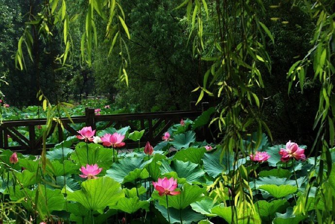 Người dân Trung Quốc nín thở trước vẻ đẹp thanh khiết của những bông hoa sen có tuổi thọ hàng trăm năm ở Viên Minh Viên - Ảnh 4.