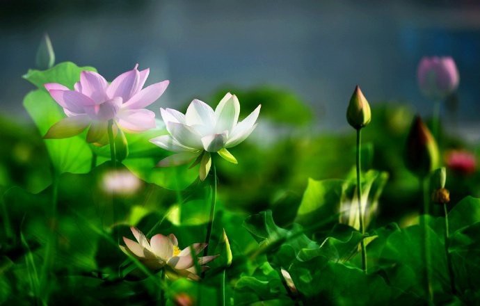 Người dân Trung Quốc nín thở trước vẻ đẹp thanh khiết của những bông hoa sen có tuổi thọ hàng trăm năm ở Viên Minh Viên - Ảnh 5.