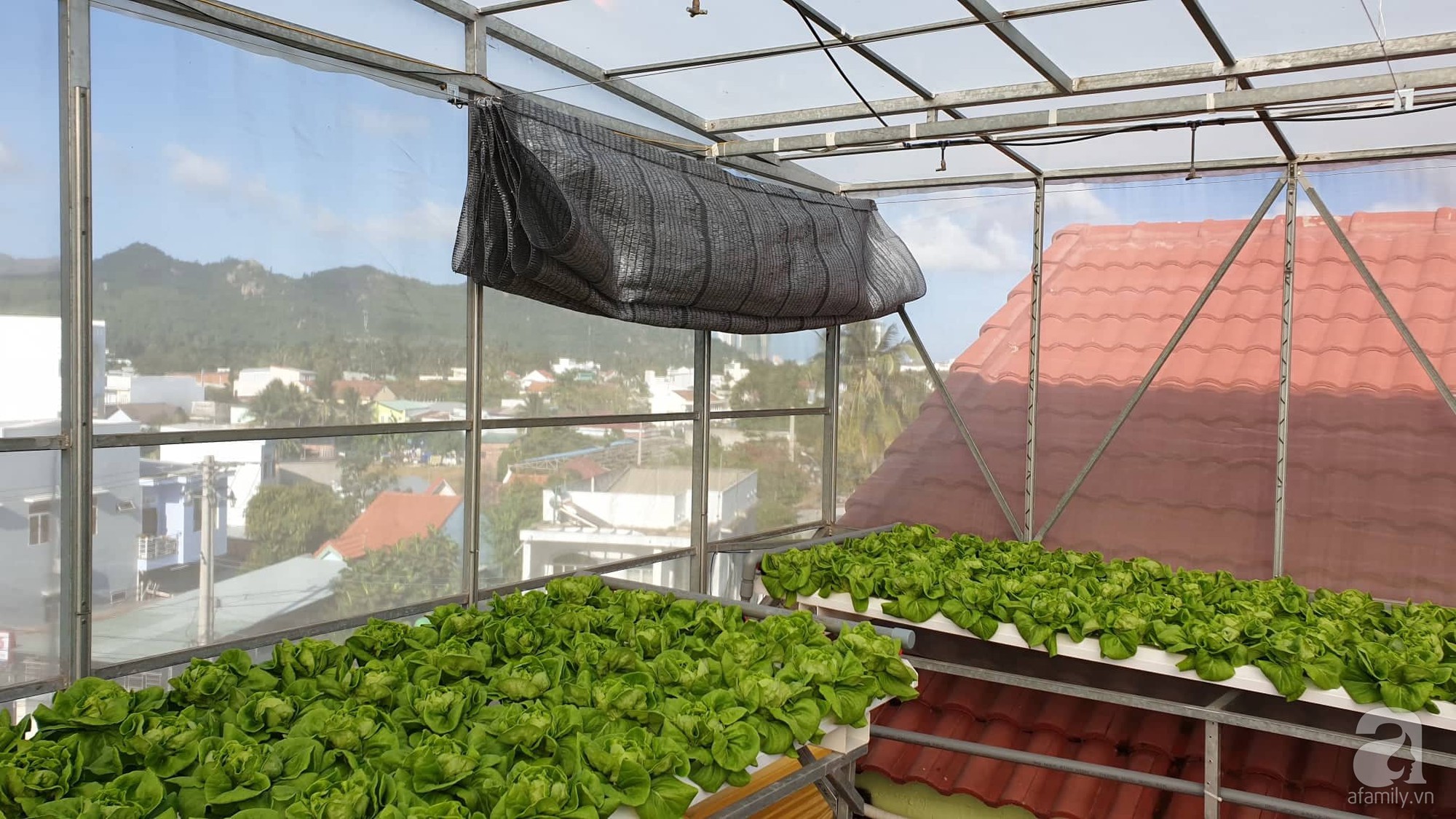 Mô hình trồng rau trên sân thượng hiệu quả nhấtthiết kế cùng Quang Anh