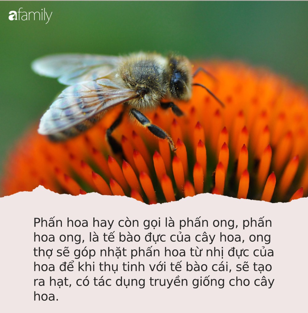 Tìm ra “loại thuốc” chống ung thư hiệu quả, có sẵn trong thiên nhiên mà nhiều người không thể ngờ tới - Ảnh 1.