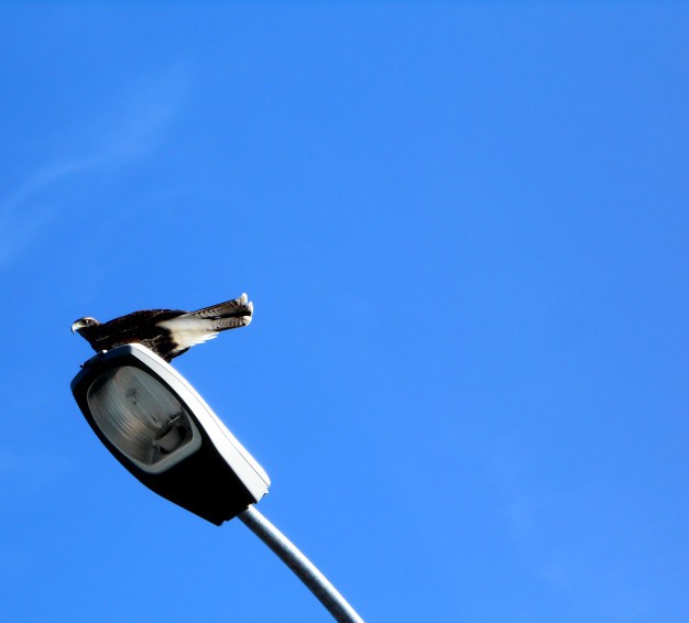 hawk-sitting-lamppost-with-sky-background_15039-186