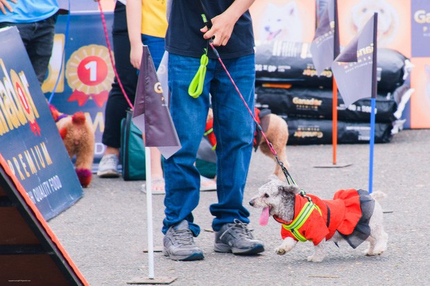 BTC Lễ hội cún cưng 2019 lên tiếng về bảng quy định không giải quyết cho chó cỏ vào lễ hội - Ảnh 2.