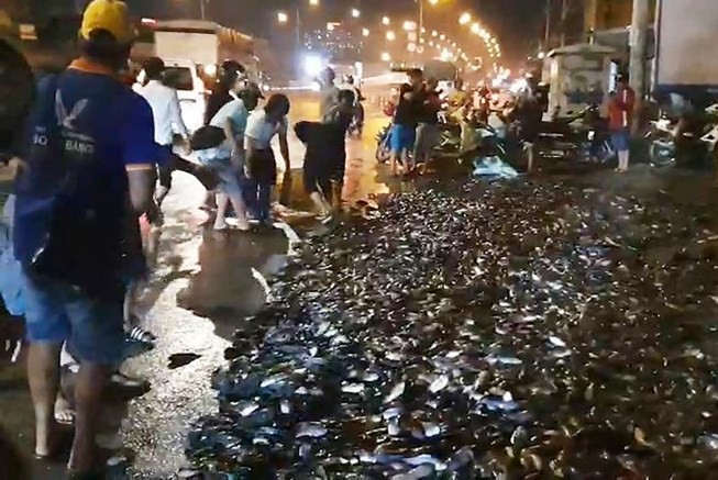 Clip: Xe tải chở hơn 2 tấn cá lật trên quốc lộ, hàng trăm người dân dân hò nhau thu gom giúp - Ảnh 2. Clip: Xe tải chở hơn 2 tấn cá lật trên quốc lộ, hàng trăm người dân dân hò nhau thu gom giúp - Ảnh 2.