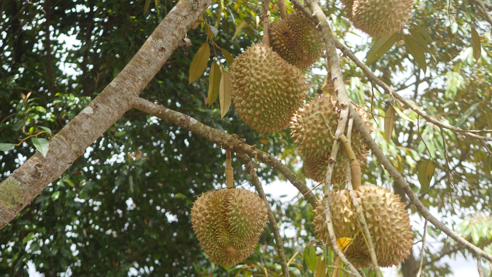 videoblocks-fresh-durian-on-the-tree-in-the-organic-plantation-garden-farm-popular-asian-king-of-fruit-4k-bali-indonesia_rnwakzsksz_thumbnail-full01