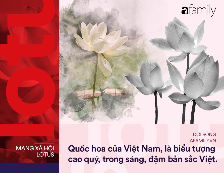 Lotus là gì? Khám phá hệ thống công trình xanh và mạng xã hội Lotus