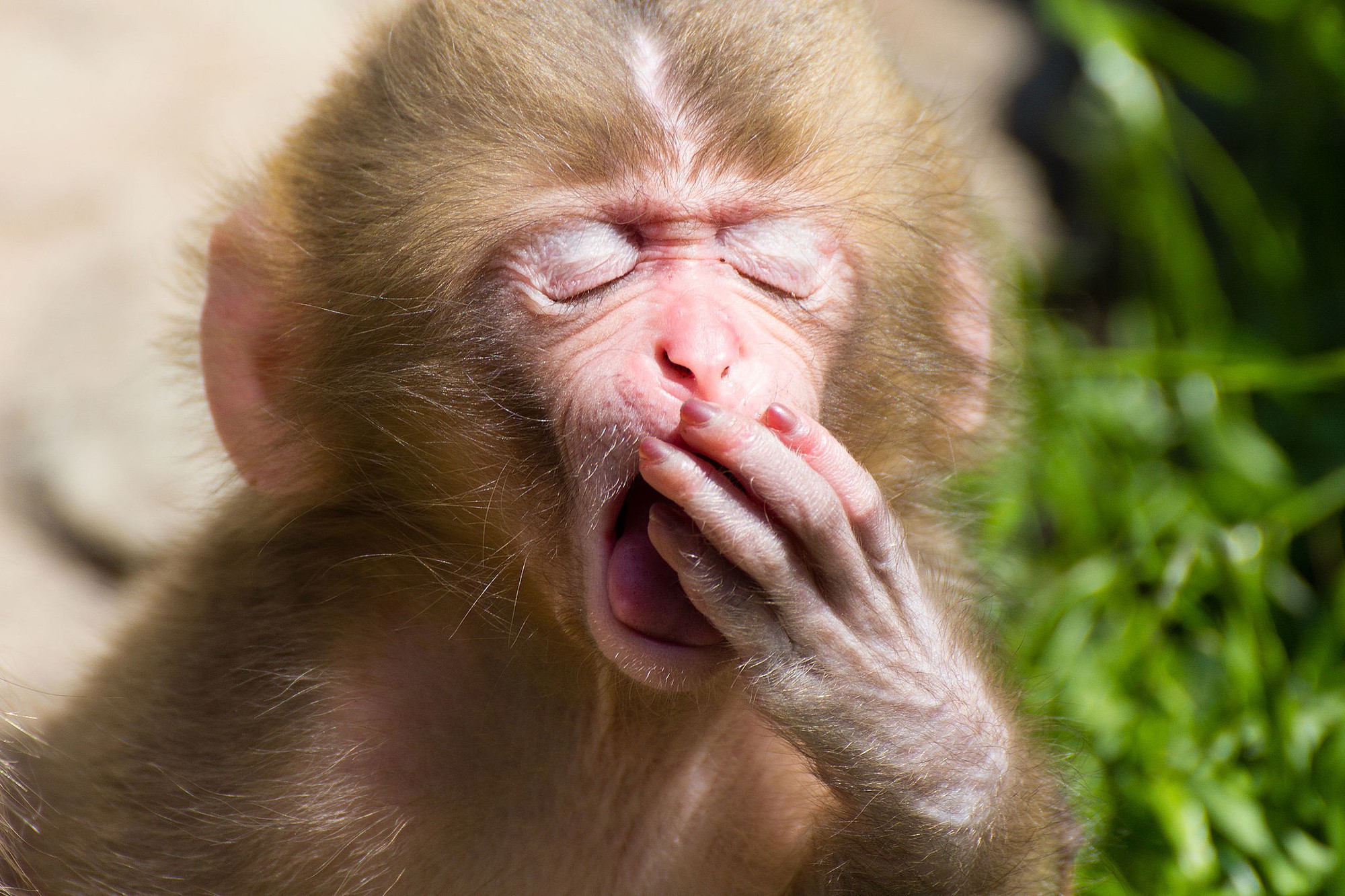 Macaca_fuscata_juvenile_yawning