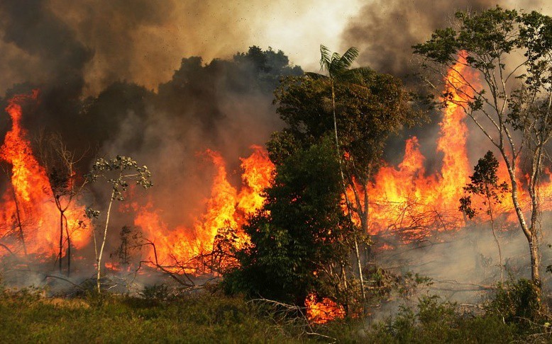 9.000 vụ cháy hủy hoại 73.000ha rừng Amazon - Ảnh 1.