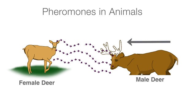 pheromone ở động vật