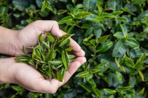 Cẩm nang trị mụn bằng nguy&ecirc;n liệu tự nhi&ecirc;n tại nh&agrave; - Ảnh 3.