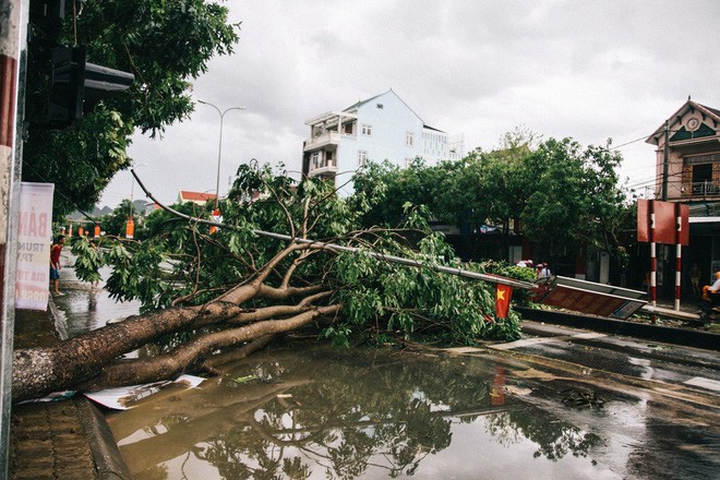 Hàng loạt cây đổ, nhà cửa tan hoang sau khi bão số 4 đổ bộ vào Nghệ An - Hà Tĩnh - Ảnh 5.