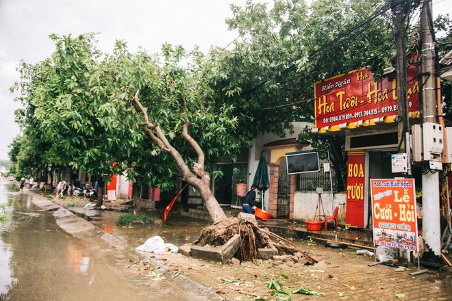 Hàng loạt cây đổ, nhà cửa tan hoang sau khi bão số 4 đổ bộ vào Nghệ An - Hà Tĩnh - Ảnh 6.