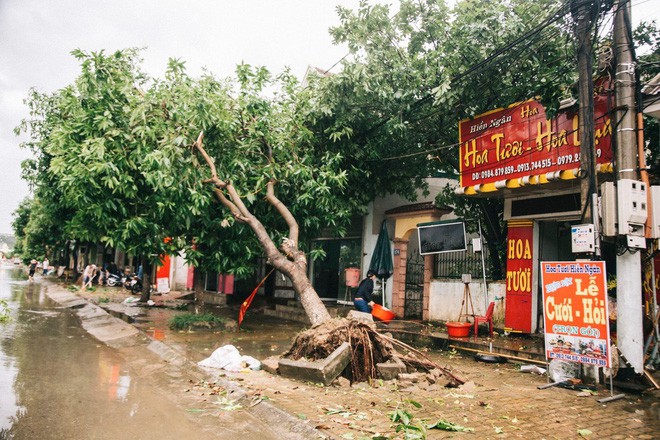 Hàng loạt cây đổ, nhà cửa tan hoang sau khi bão số 4 đổ bộ vào Nghệ An - Hà Tĩnh - Ảnh 6. Hàng loạt cây đổ, nhà cửa tan hoang sau khi bão số 4 đổ bộ vào Nghệ An - Hà Tĩnh - Ảnh 6.