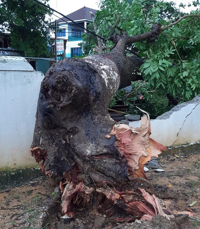 Hàng loạt cây đổ, nhà cửa tan hoang sau khi bão số 4 đổ bộ vào Nghệ An - Hà Tĩnh - Ảnh 7.
