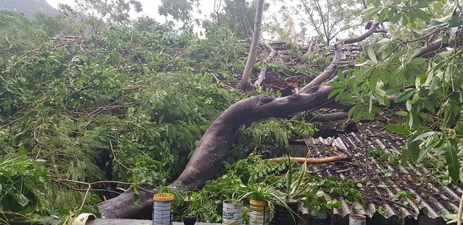 Hàng loạt cây đổ, nhà cửa tan hoang sau khi bão số 4 đổ bộ vào Nghệ An - Hà Tĩnh - Ảnh 11.
