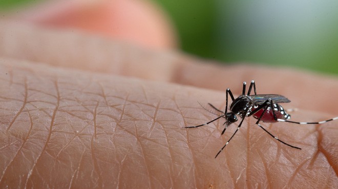 Kết hợp 2 kỹ thuật diệt muỗi bí truyền, các nhà khoa học triệt tiêu được 94% lượng muỗi tại hai hòn đảo Trung Quốc - Ảnh 1.