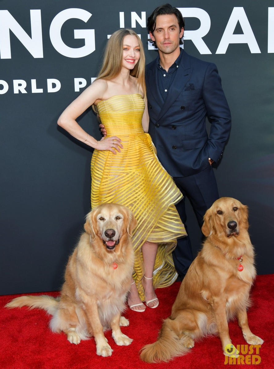 amanda-seyfried-milo-ventimiglia-art-of-racing-in-the-rain-premiere-01