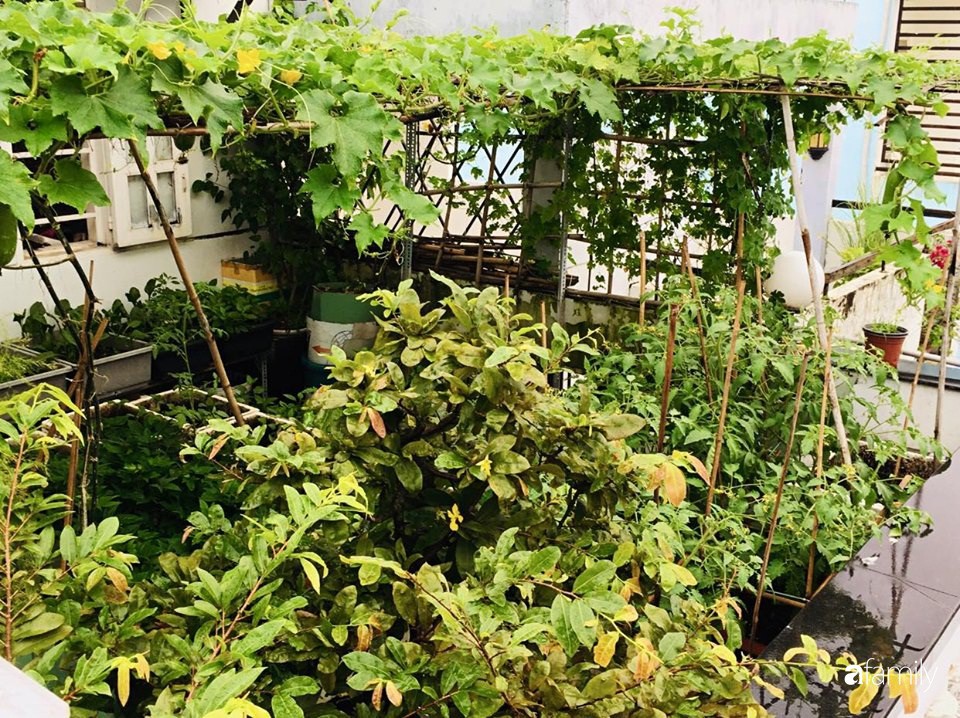 Sài Gòn: Sân thượng 20m² trồng đủ các loại rau của bà mẹ quyết nghỉ việc để dành nhiều thời gian hơn cho bản thân và gia đình - Ảnh 10.