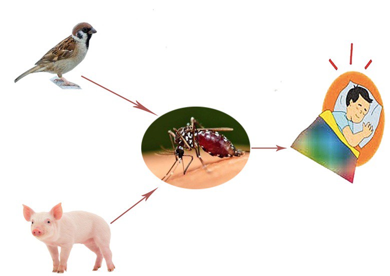 Chỉ vì muỗi cắn, người đàn ông khỏe mạnh đã chết não sau 9 ngày bởi loại virus nguy hiểm này - Ảnh 3.