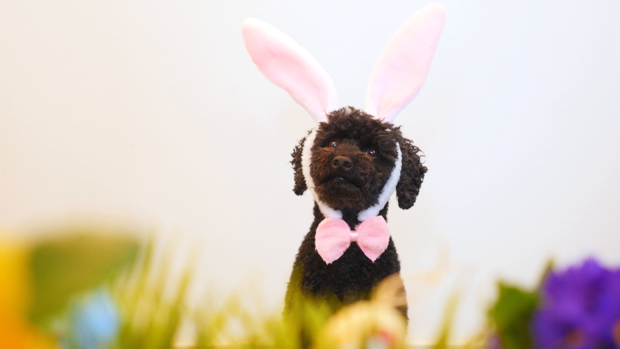 funny-little-dog-wearing-easter-footage-087297386_prevstill