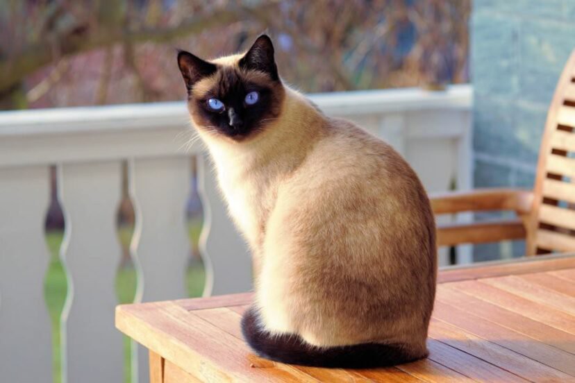 cat-siamese-828x552