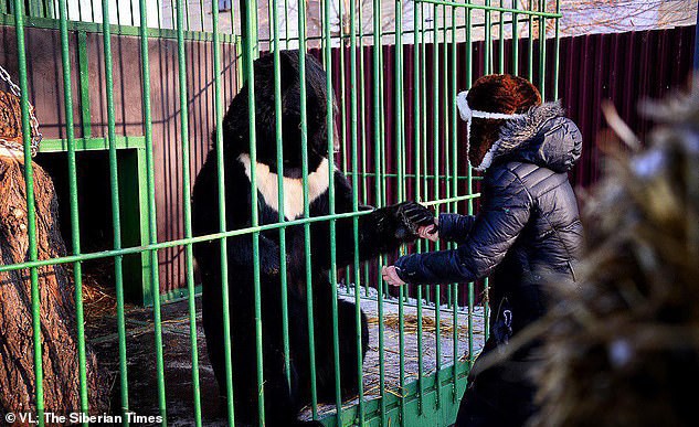 Nổi tiếng với khả năng có thể tương tác và hôn gấu ở vườn thú, người phụ nữ bị chính con vật này tấn công đến mất một chân - Ảnh 3.