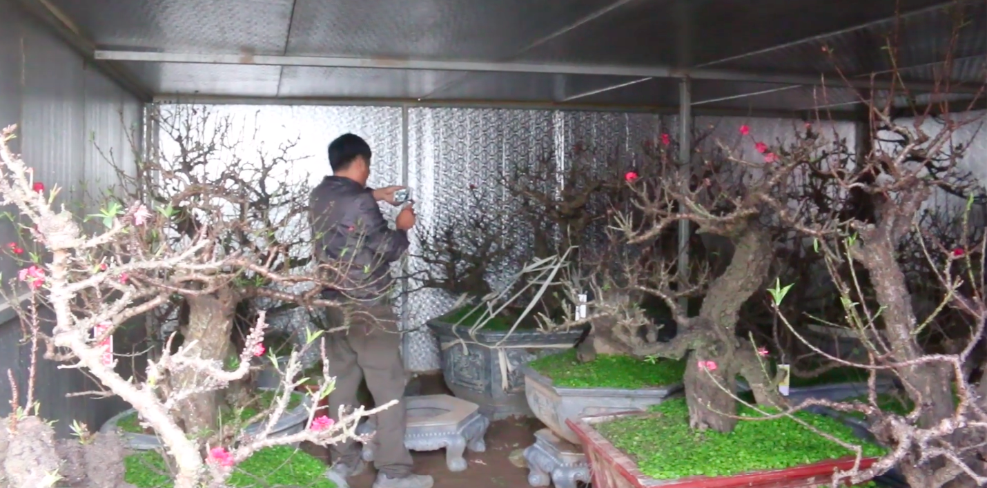 Thú chơi cây cảnh cho những ngày Tết Nguyên Đán: Từ quất bonsai đến đào thất thốn vừa đắt đỏ vừa hiếm có khó tìm - Ảnh 17.