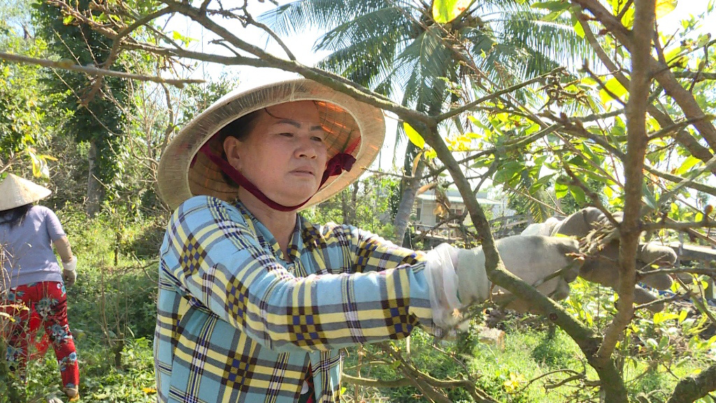 Thu nhập tiền triệu nhờ “nghề” lặt lá mai vàng dịp cận Tết - Ảnh 2.