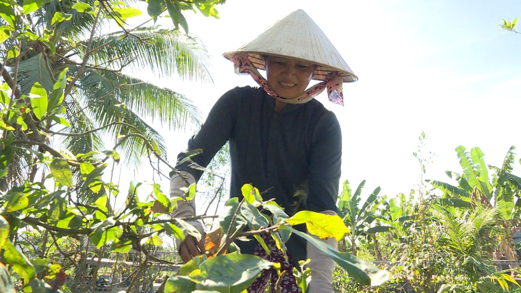 Thu nhập tiền triệu nhờ “nghề” lặt lá mai vàng dịp cận Tết - Ảnh 3.