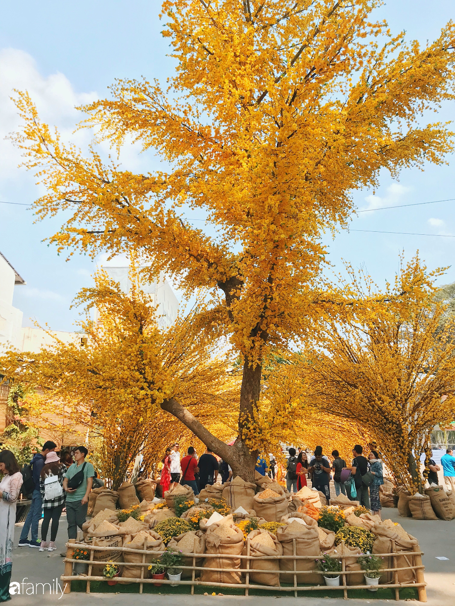 Cánh rừng mai nghìn nhánh siêu công phu đang &quot;nở&quot; vàng rực trời khiến người Sài Gòn, lẫn khách du lịch nước ngoài sững sờ - Ảnh 3.