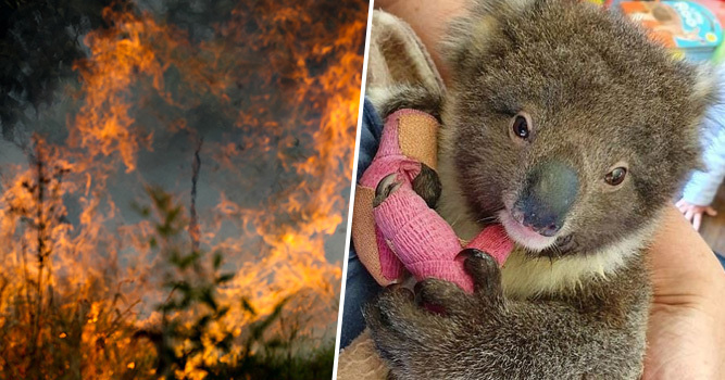 Choáng váng: WWF dự đoán hơn MỘT TỈ sinh vật có thể đã chết vì vụ cháy rừng đại thảm họa của Úc, và đó chưa phải con số cuối cùng - Ảnh 3.