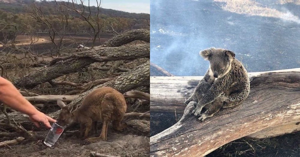 Choáng váng: WWF dự đoán hơn MỘT TỈ sinh vật có thể đã chết vì vụ cháy rừng đại thảm họa của Úc, và đó chưa phải con số cuối cùng - Ảnh 1.