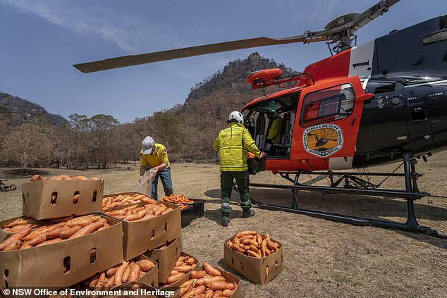 Úc: Mưa cà rốt và khoai lang cứu đói động vật bị cháy rừng - Ảnh 3.