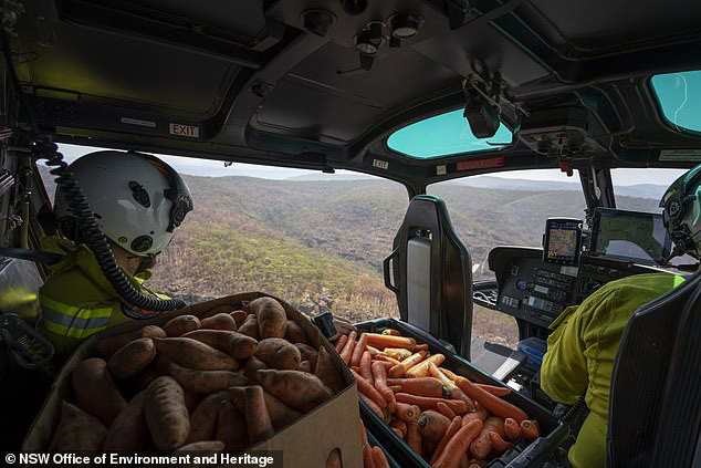 Úc: Mưa cà rốt và khoai lang cứu đói động vật bị cháy rừng - Ảnh 2.