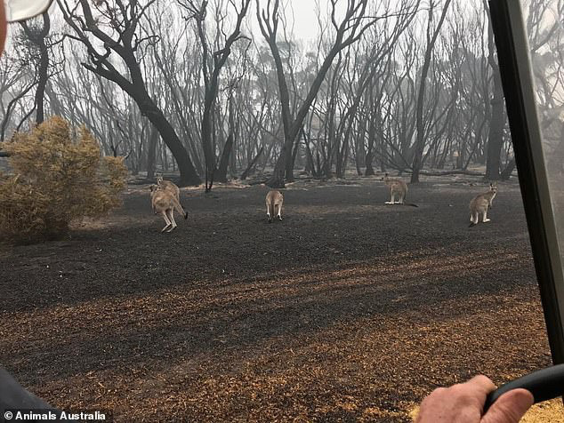 Úc: Mưa cà rốt và khoai lang cứu đói động vật bị cháy rừng - Ảnh 9.