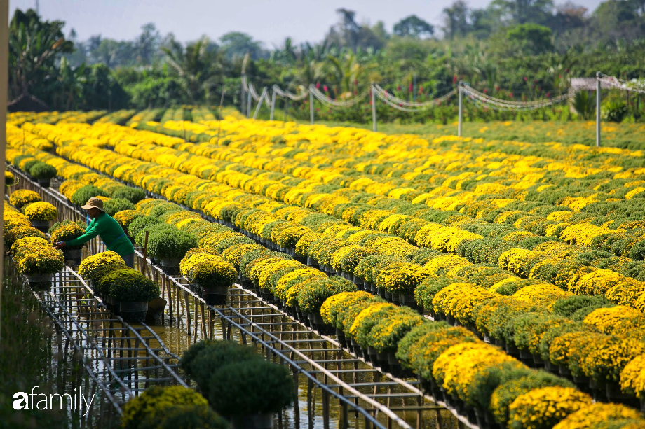 Ngất lịm giữa hàng chục cánh đồng cúc mâm xôi rộng bạt ngàn ở một trong những ngôi làng ăn Tết sớm nhất cả nước - Ảnh 16.