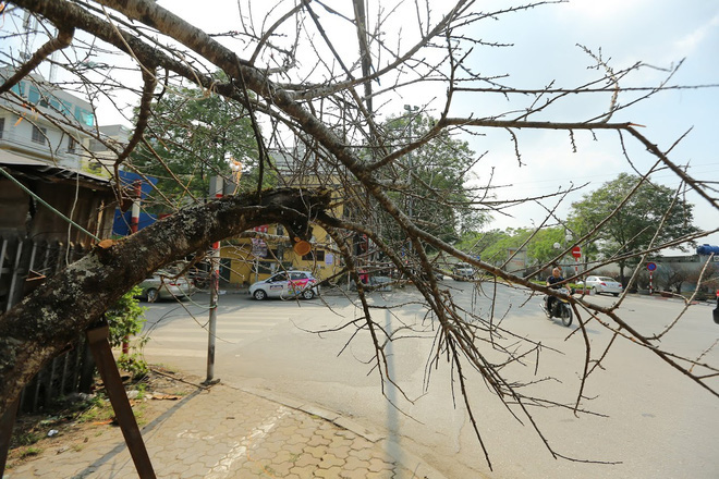 Vượt 300km về Hà Nội, đào rừng không lá không hoa hét giá khó tin gần 200 triệu đồng - Ảnh 3.