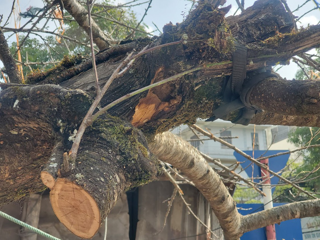 Vượt 300km về Hà Nội, đào rừng không lá không hoa hét giá khó tin gần 200 triệu đồng - Ảnh 5.