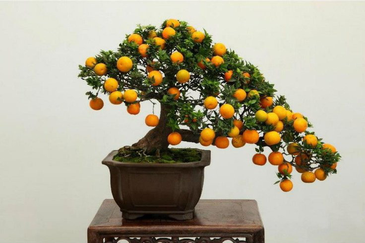 Những phong tục ngày Tết mang lại may mắn cho năm mới - Ảnh 2. Những phong tục ngày Tết mang lại may mắn cho năm mới - Ảnh 2.