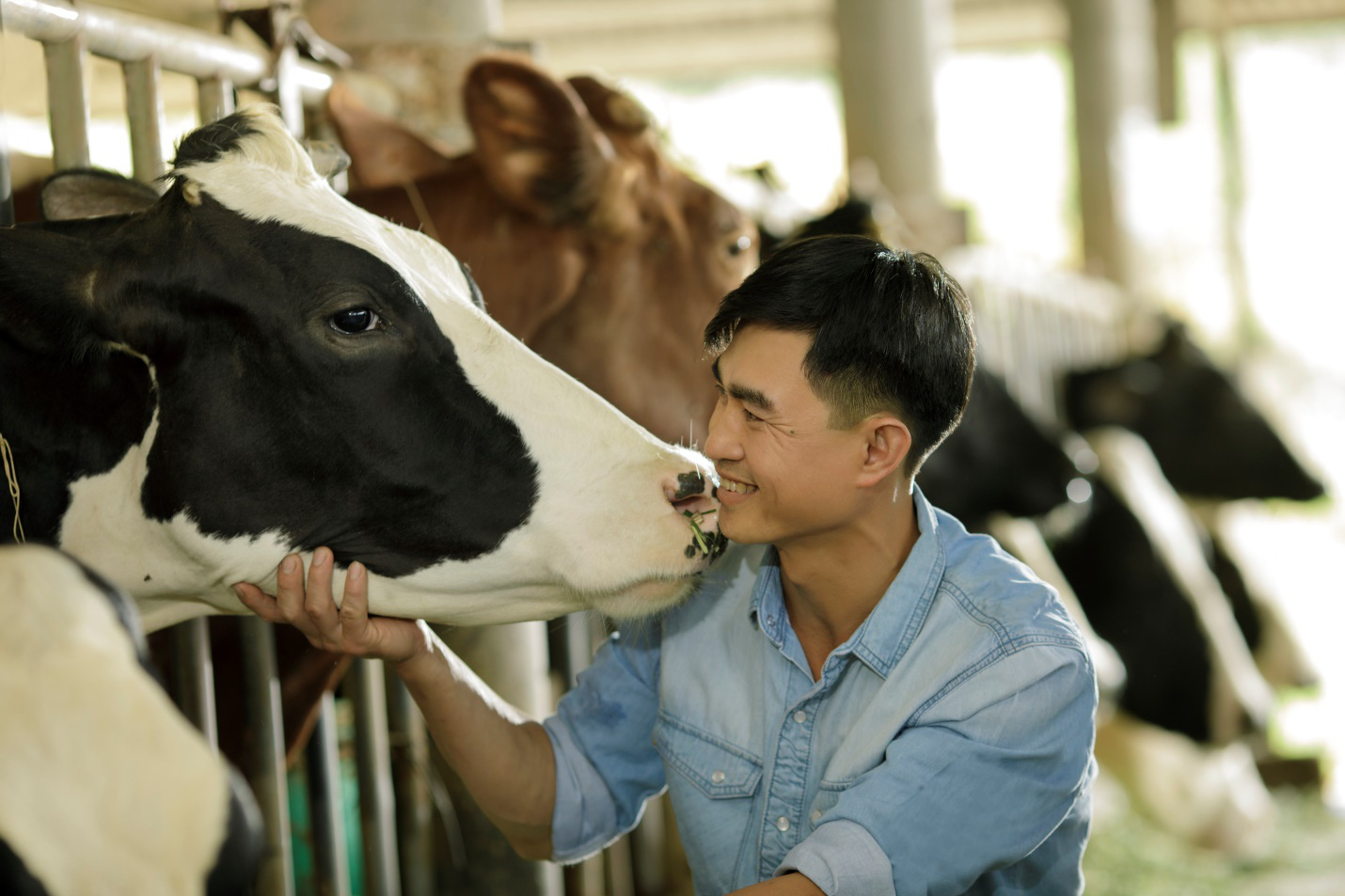 Sữa tươi Cô Gái Hà Lan kiểm soát độ an toàn hàng đầu nhờ cách nuôi bò đặc biệt - Ảnh 1.