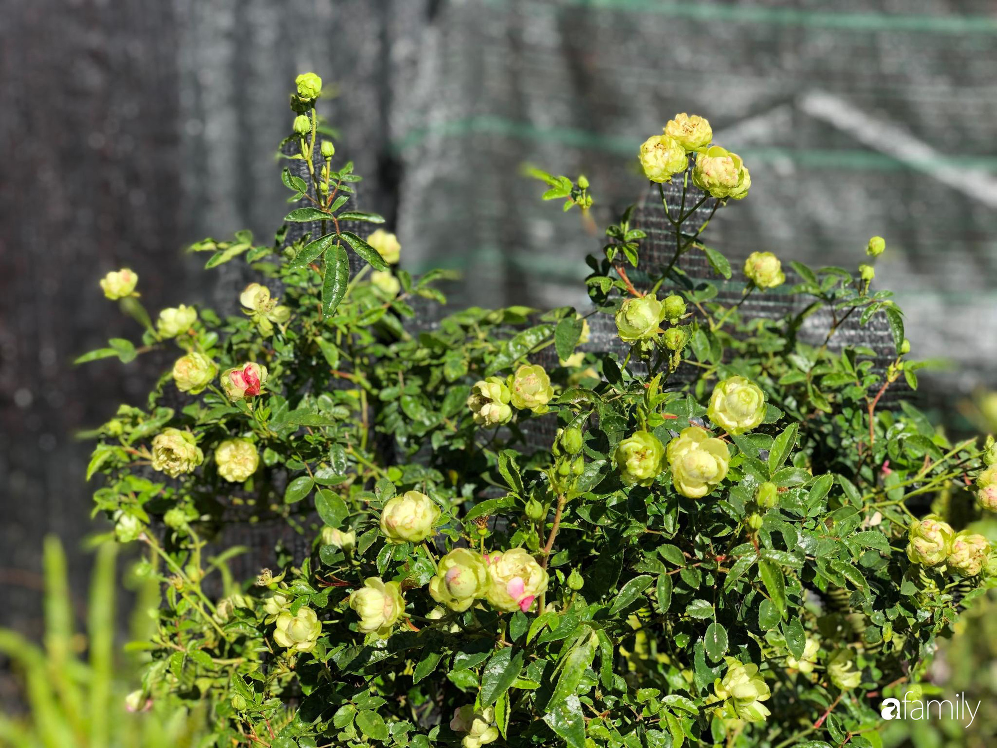 Ngắm vườn hồng bonsai tiền tỉ rực rỡ tỏa hương trên đồi núi ở Đà Lạt - Ảnh 20.